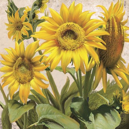 Framed Sunflower Surprise 3 Print