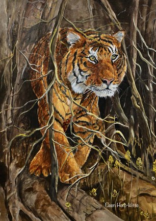 Framed Intense Tiger 2 Print