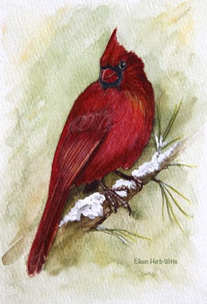 Framed Cardinal On Snowy Branch Print