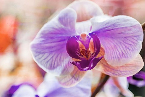 Framed Orchid Vibrancy 5 Print