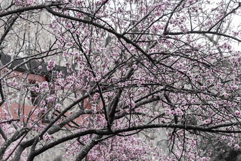 Framed Cherry Blossom in Japanese Garden Print