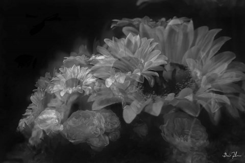 Framed Pedals Of White Print