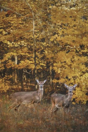 Framed Whitetails In Autumn Print
