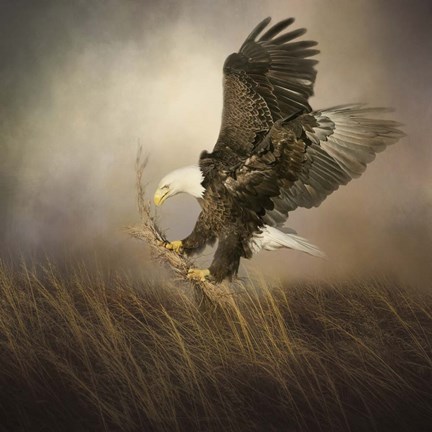 Framed Gathering Grass Print