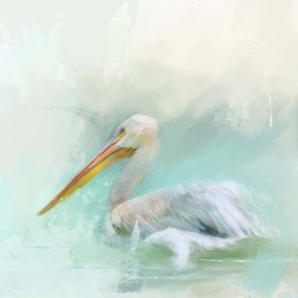 Framed White Pelican Print