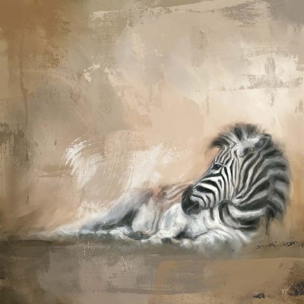 Framed Zebra At Rest Print