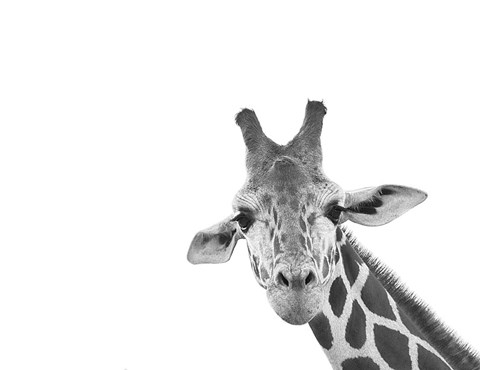 Framed Giraffe Print