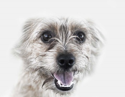 Framed Happy Dog Print