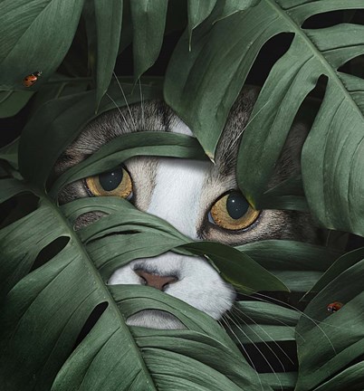 Framed Sneaky Cat Print