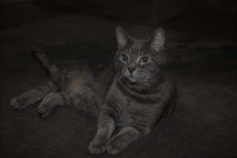 Framed Lounging Leila Print