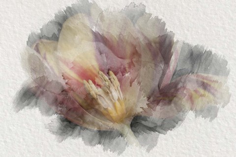 Framed Blooming Tulip Print