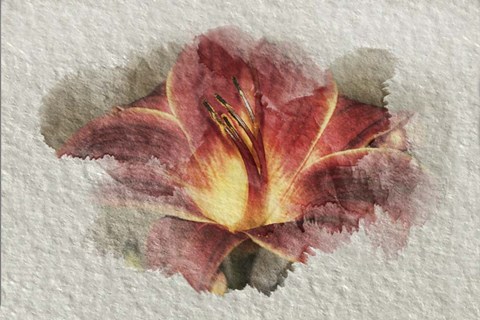 Framed Red Lily Print