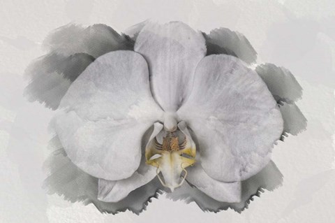 Framed White Orchid Print