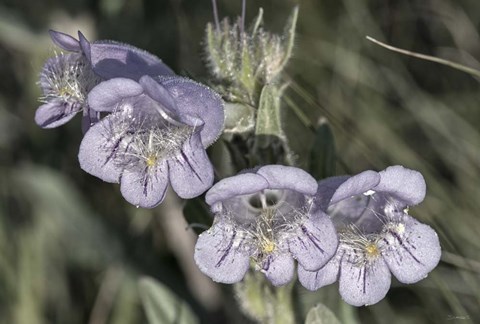 Framed Enter the Badlands 2 Print