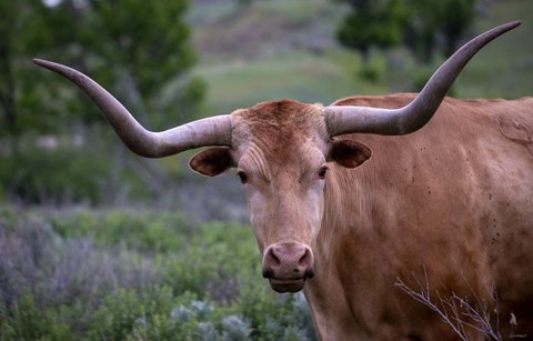 Framed Enter the Badlands 5 Print