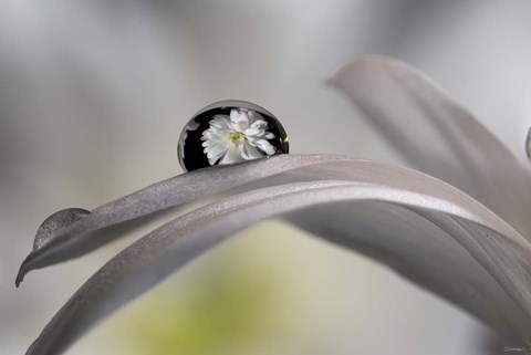 Framed Dew Drops Macro 10 Print