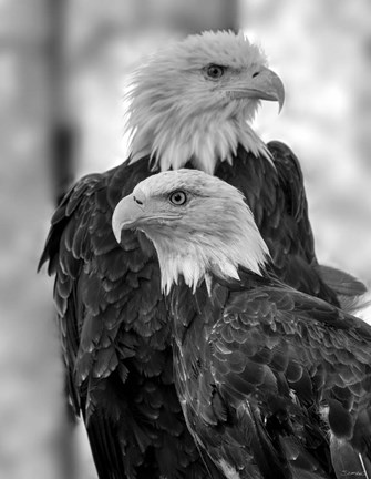 Framed Bald Eagle 3 Print