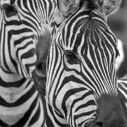 Framed Zebra 2 Print