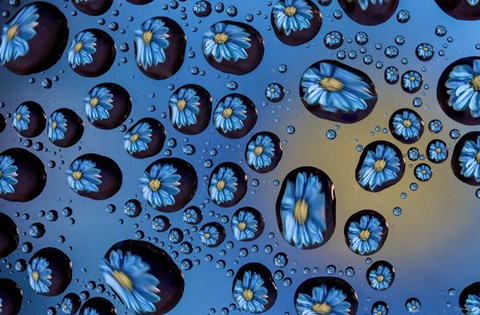 Framed Window Drops 6 Print