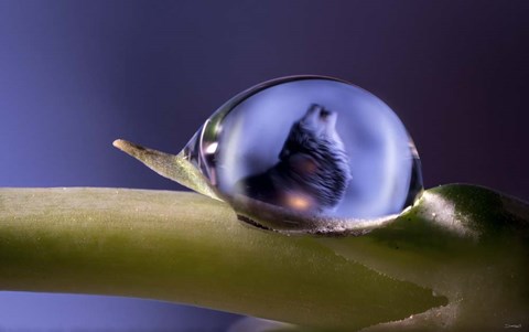 Framed Moondrops 1 Print