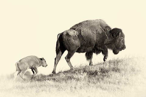 Framed Badlands Antique 6 Print