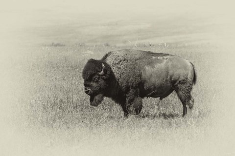 Framed Badlands Antique 13 Print