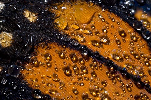 Framed Monarch Butterfly 6 Print