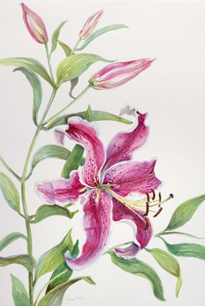 Framed stem of Lilies Print