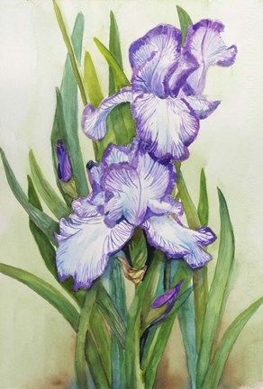 Framed Iris Dressed in Purple and White Print