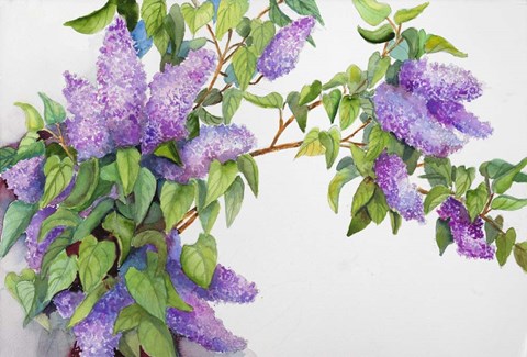 Framed Lavender Lilacs Print