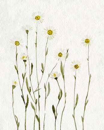 Framed White Antique Daisies I Print