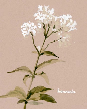 Framed White Bonesets I Print