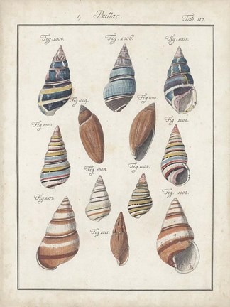 Framed Antique Shell Pair I Print