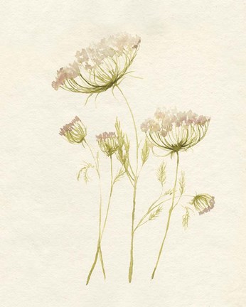 Framed Blush Lace II Print