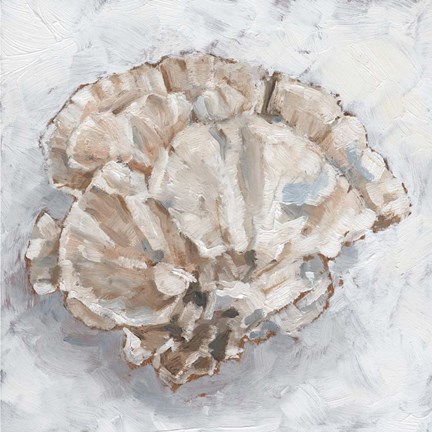 Framed Coral Display III Print