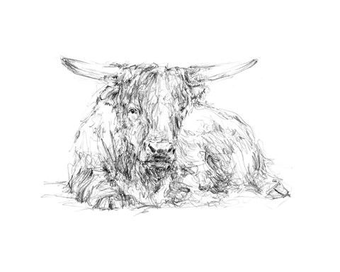 Framed Highland Cattle Sketch II Print