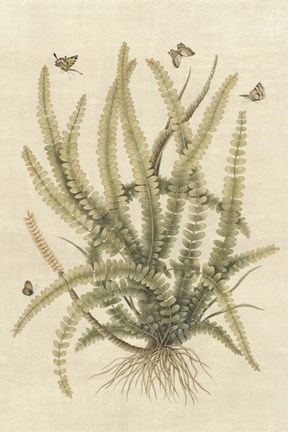 Framed Ferns in Antique II Print