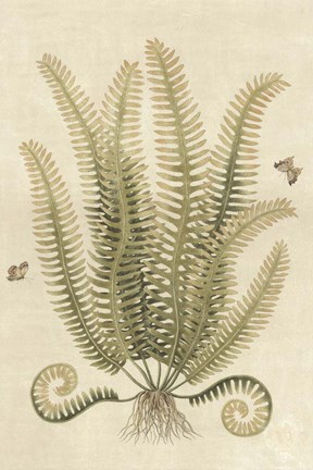 Framed Ferns in Antique III Print