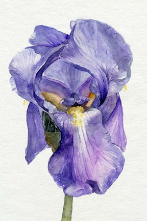 Framed Iris in Bloom II Print