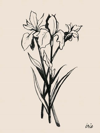 Framed Iris Sketch II Print