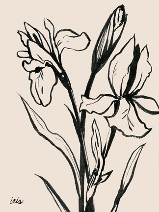 Framed Iris Sketch IV Print