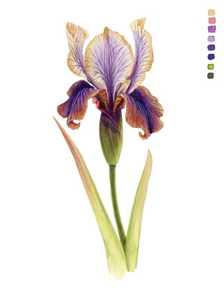 Framed Rainbow Iris II Print