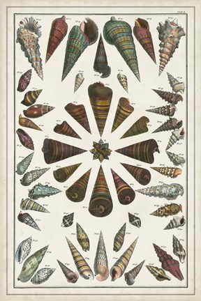 Framed Grand Seba Shells II Print