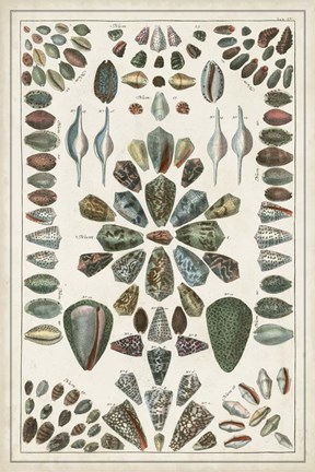 Framed Grand Seba Shells IV Print