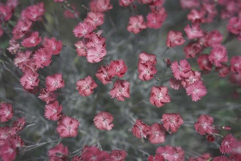 Framed Nature&#39;s Textures I Print