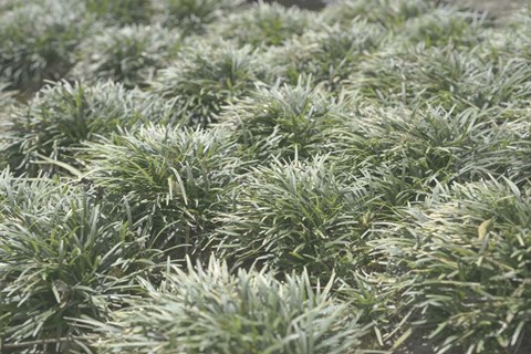 Framed Nature&#39;s Textures III Print