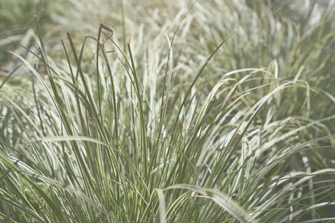 Framed Nature&#39;s Textures IV Print