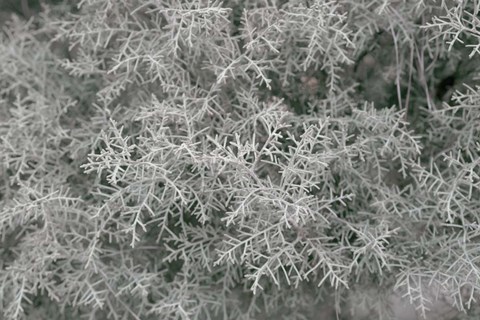 Framed Nature&#39;s Textures VI Print