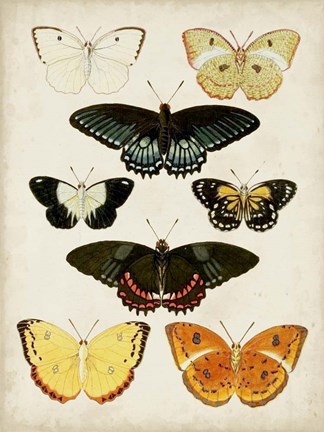 Framed Butterflies Displayed III Print