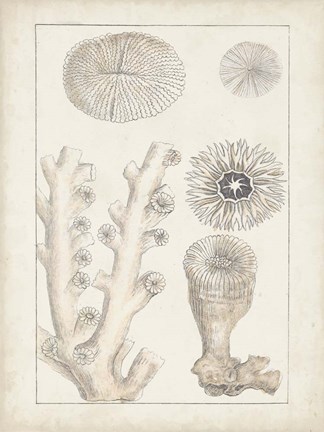 Framed Antique White Coral III Print